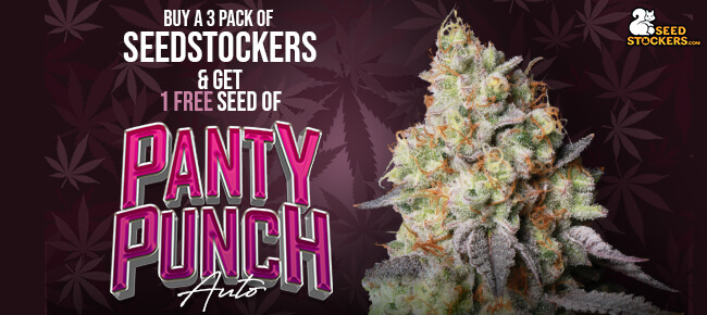 Seedstockers - Panty Punch Auto