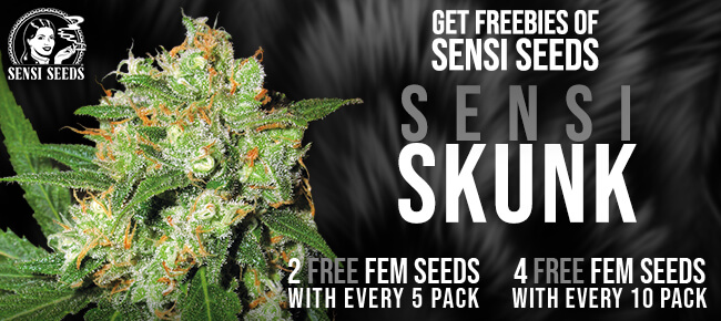 Sensi Seeds - Sensi Skunk 