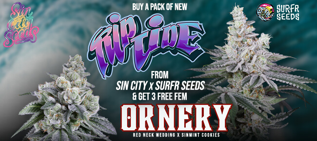 Sin City x Surfr Seeds - Rip Tide & Ornery