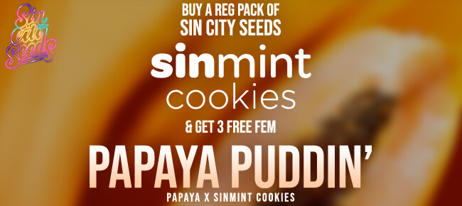 Sin City Seeds Papaya Puddin