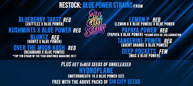 Sin City Seeds Blue Power Restock & Promo