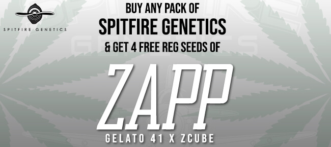 Spitfire Genetics Zapp