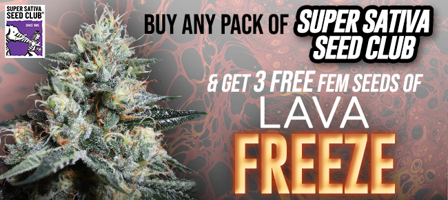 Super Sativa Seed Club Lava Freeze