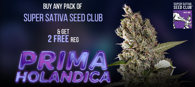 Super Sativa Seed Club Prima Holandica