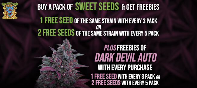 Sweet Seeds Dark Devil Auto & Extra Freebies
