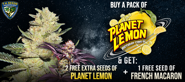 TH Seeds Planet Lemon + French Macaron
